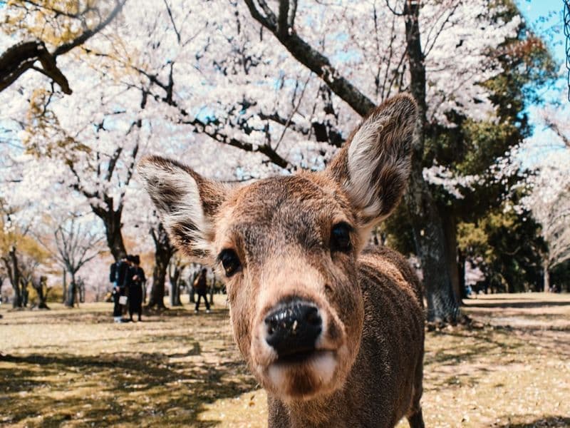 Deer in Nara